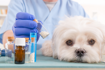 vet with white dog and bottles of pills